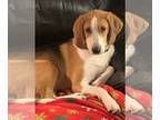 Beagle DOG FOR ADOPTION RGADN-1088225 - Razzle - Beagle / American Foxhound Dog