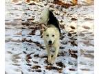 Siberian Husky DOG FOR ADOPTION RGADN-1089696 - Charlie - Siberian Husky (long