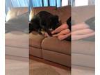 Mastiff Mix DOG FOR ADOPTION RGADN-1091517 - MOWGLI (COURTESY POST) - English