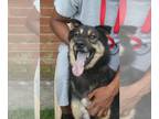 Chow Chow Mix DOG FOR ADOPTION RGADN-1091681 - Woofie - Shepherd / Chow Chow /