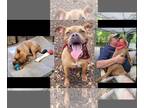 American Boston Bull Terrier DOG FOR ADOPTION RGADN-1093154 - Ginger Snap - Pit