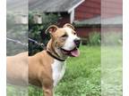 American Pit Bull Terrier DOG FOR ADOPTION RGADN-1087849 - TODD - Pit Bull