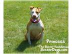 American Pit Bull Terrier Mix DOG FOR ADOPTION RGADN-1087553 - Princess -