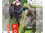 Rottweiler-American Pit Bull Terrier DOG FOR ADOPTION RGADN-1089051 - Pollo -
