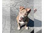 American Pit Bull Terrier DOG FOR ADOPTION RGADN-1090324 - Bronx - American Pit