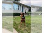 Doberman Pinscher DOG FOR ADOPTION RGADN-1087819 - Reina - Forever Foster -
