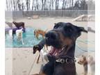 Doberman Pinscher DOG FOR ADOPTION RGADN-1087878 - A Foster hero