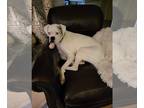 Boxer DOG FOR ADOPTION RGADN-1088522 - Zoey - FOSTER OR ADOPT ME!!