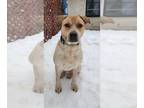 Labbe DOG FOR ADOPTION RGADN-1089361 - Rambler - Beagle / Labrador Retriever /