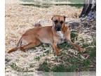 Black Mouth Cur-Greyhound Mix DOG FOR ADOPTION RGADN-1089493 - Shine - Black