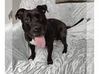 American Pit Bull Terrier DOG FOR ADOPTION RGADN-1090717 - Peggy Sue - Pit Bull