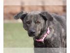 Collie Mix DOG FOR ADOPTION RGADN-1090994 - Bannon D5686 - Collie / Shepherd /