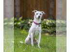 Whippet Mix DOG FOR ADOPTION RGADN-1091767 - Lila D5727 - Whippet / Terrier /