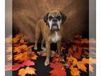 Boxer DOG FOR ADOPTION RGADN-1092715 - Mila - Boxer (short coat) Dog For