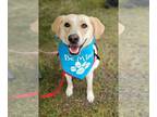 Labrador Retriever Mix DOG FOR ADOPTION RGADN-1092800 - Tinsly - Labrador