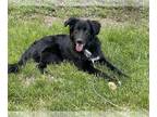 Shollie DOG FOR ADOPTION RGADN-1093077 - Versace - German Shepherd Dog / Border