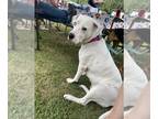 American Pit Bull Terrier Mix DOG FOR ADOPTION RGADN-1093283 - Lady Diana - Pit