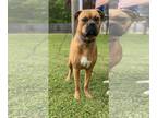 Boxer DOG FOR ADOPTION RGADN-1093285 - Tucker - Boxer (short coat) Dog For