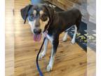 Coonhound-Labrador Retriever Mix DOG FOR ADOPTION RGADN-1093359 - Sandra Dee -