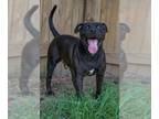 American Pit Bull Terrier DOG FOR ADOPTION RGADN-1087671 - Bobby Brown -