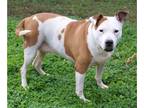 American Staffordshire Terrier DOG FOR ADOPTION RGADN-1087698 - Duchess -