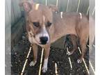 Boxer Mix DOG FOR ADOPTION RGADN-1087779 - Irma - Boxer / Mixed Dog For Adoption