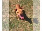 Staffordshire Bull Terrier Mix DOG FOR ADOPTION RGADN-1087943 - Baby Cakes -