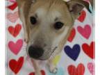 Shiba Inu Mix DOG FOR ADOPTION RGADN-1088100 - Cheerio - Shiba Inu / Mixed Dog