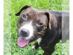 American Staffordshire Terrier Mix DOG FOR ADOPTION RGADN-1088234 - Poncho -