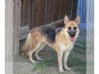 German Shepherd Dog DOG FOR ADOPTION RGADN-1088388 - Callie Mae - German