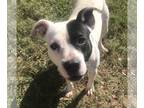 American Pit Bull Terrier Mix DOG FOR ADOPTION RGADN-1088457 - Canton - American