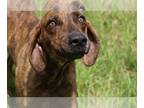 Plott Hound Mix DOG FOR ADOPTION RGADN-1088460 - Slick - Plott Hound / Mixed Dog