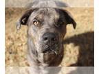 Catahoula Leopard Dog Mix DOG FOR ADOPTION RGADN-1088594 - Butterbean -