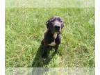 Great Dane Mix DOG FOR ADOPTION RGADN-1088612 - Lexington - Great Dane / Black