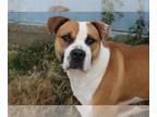 Boxer-Mastiff Mix DOG FOR ADOPTION RGADN-1088766 - Sully - Mastiff / Boxer /