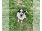 Bernese Mountain Dog Mix DOG FOR ADOPTION RGADN-1088967 - Beaux - Shepherd /