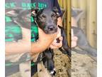 Bull Terrier Mix DOG FOR ADOPTION RGADN-1091350 - ZCL-D-Jack - Bull Terrier /