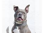 Staffordshire Bull Terrier Mix DOG FOR ADOPTION RGADN-1087916 - Caprisia -