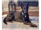 German Shepherd Dog DOG FOR ADOPTION RGADN-1088255 - Colby - German Shepherd Dog