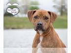 American Pit Bull Terrier-Retriever Mix DOG FOR ADOPTION RGADN-1088320 - Indy