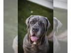 Neapolitan Mastiff DOG FOR ADOPTION RGADN-1088530 - Mia - Neapolitan Mastiff