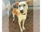 Shepradors DOG FOR ADOPTION RGADN-1089852 - Ace - German Shepherd Dog / Labrador