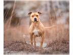 American Staffordshire Terrier Mix DOG FOR ADOPTION RGADN-1092751 - Pinkie -