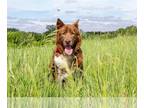 Siberian Husky Mix DOG FOR ADOPTION RGADN-1089048 - Morgan - Siberian Husky /