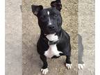 American Pit Bull Terrier Mix DOG FOR ADOPTION RGADN-1090937 - Bailey - Pit Bull