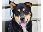 Alaskan Malamute-German Shepherd Dog Mix DOG FOR ADOPTION RGADN-1092145 - Bear -
