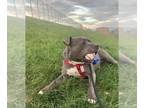 American Pit Bull Terrier Mix DOG FOR ADOPTION RGADN-1089567 - Mercury - Pit
