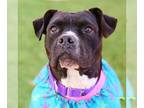 American Pit Bull Terrier Mix DOG FOR ADOPTION RGADN-1089822 - *ROXY MAMAS - Pit