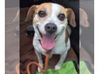 Beagle Mix DOG FOR ADOPTION RGADN-1087421 - Drew Steele - Beagle / Mixed (short