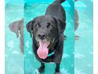 Labrador Retriever Mix DOG FOR ADOPTION RGADN-1087520 - Shadow/King Havard -
